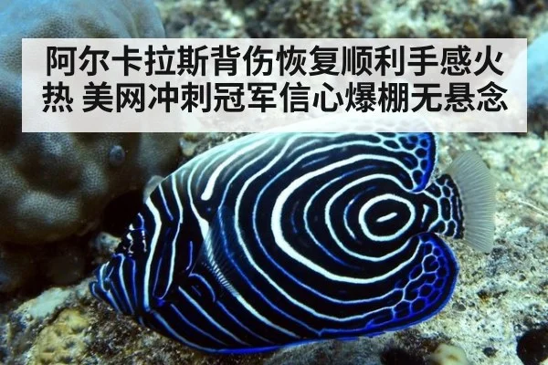 阿尔卡拉斯背伤恢复顺利手感火热 美网冲刺冠军信心爆棚无悬念